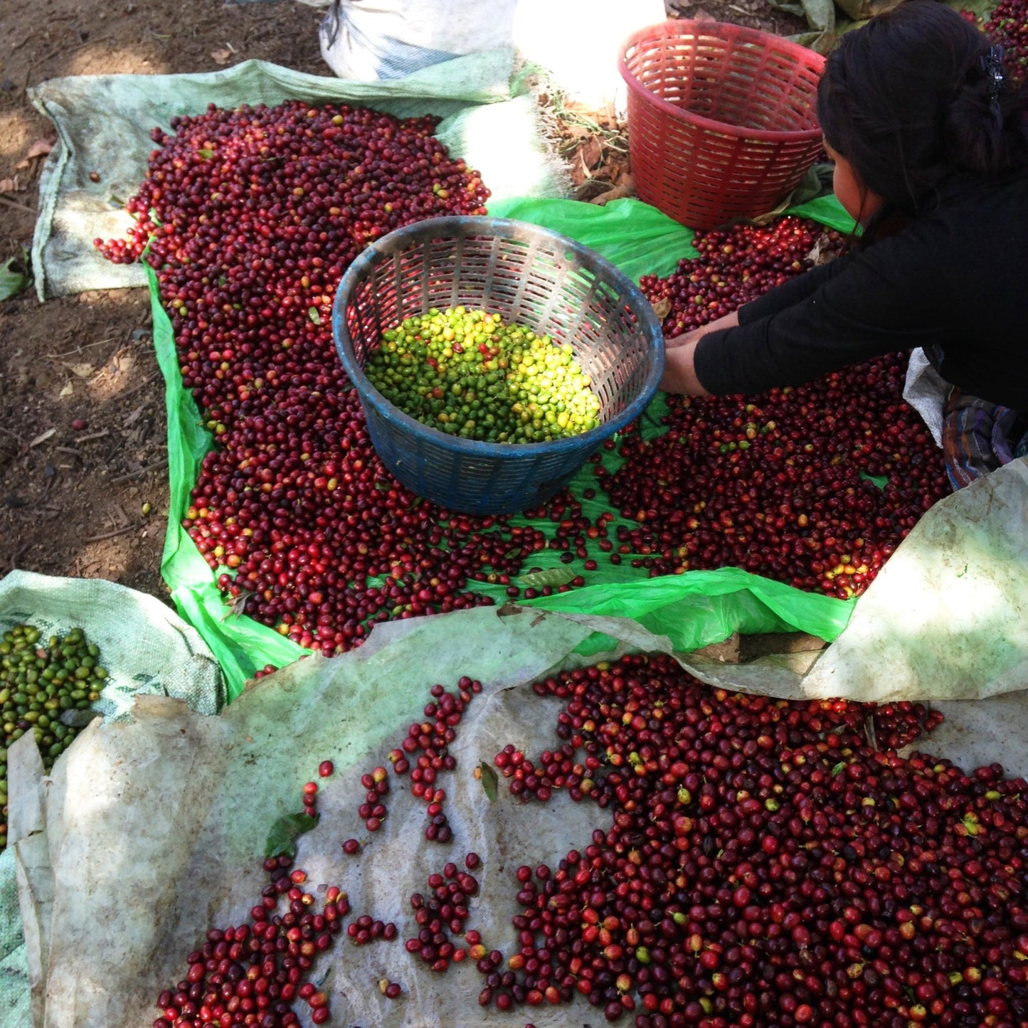 specialtycoffee coffee tea artisancrafted fairtrade mushroomcoffee coffeegifts mushroomextract