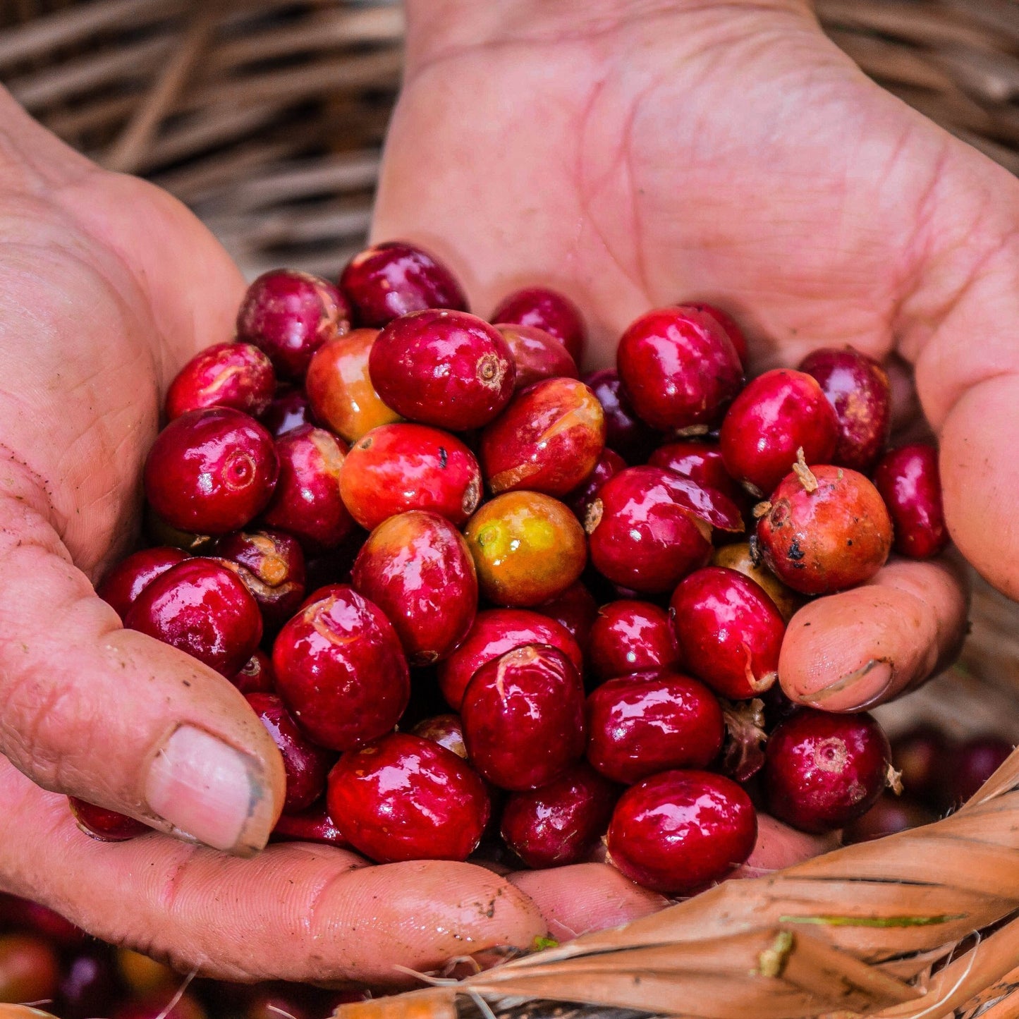 specialtycoffee coffee tea artisancrafted fairtrade mushroomcoffee coffeegifts mushroomextract