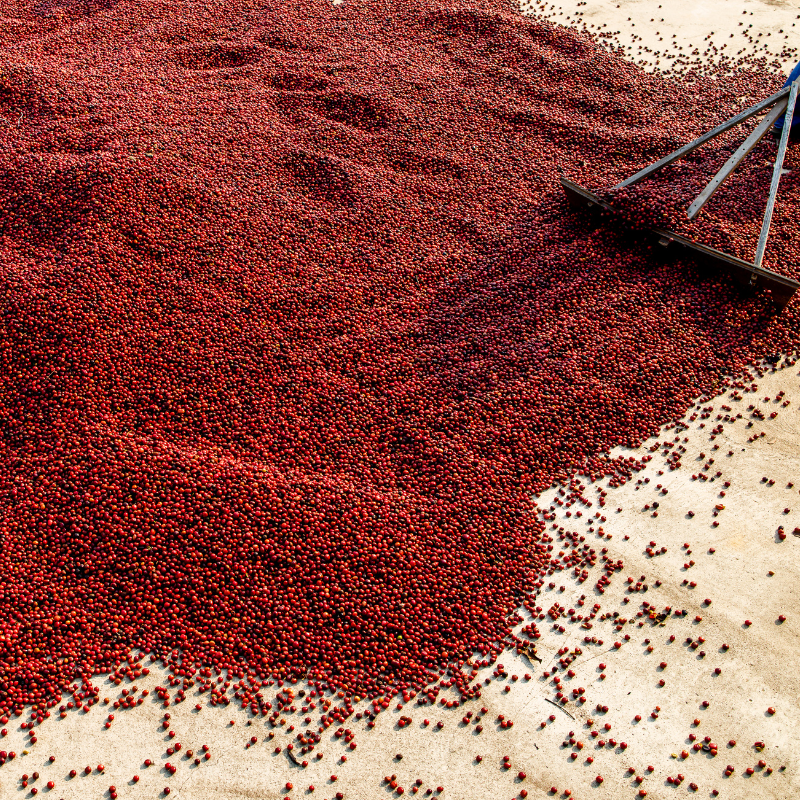 specialtycoffee coffee tea artisancrafted fairtrade mushroomcoffee coffeegifts mushroomextract