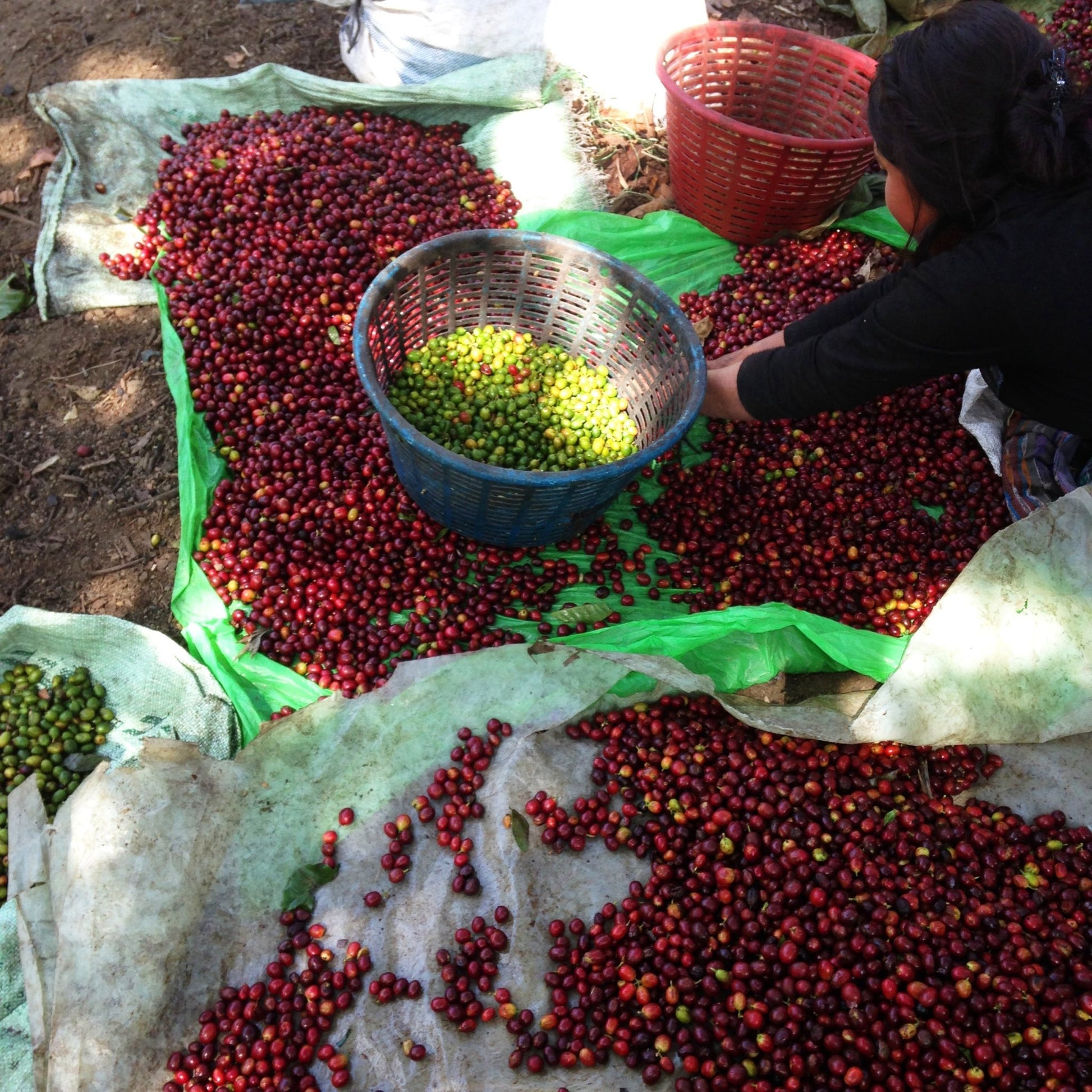 specialtycoffee coffee tea artisancrafted fairtrade mushroomcoffee coffeegifts mushroomextract