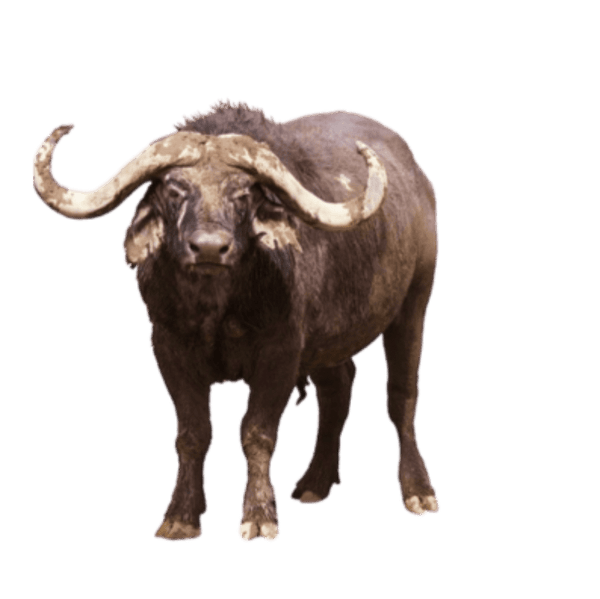 specialtycoffee coffee tea artisancrafted fairtrade mushroomcoffee coffeegifts mushroomextract