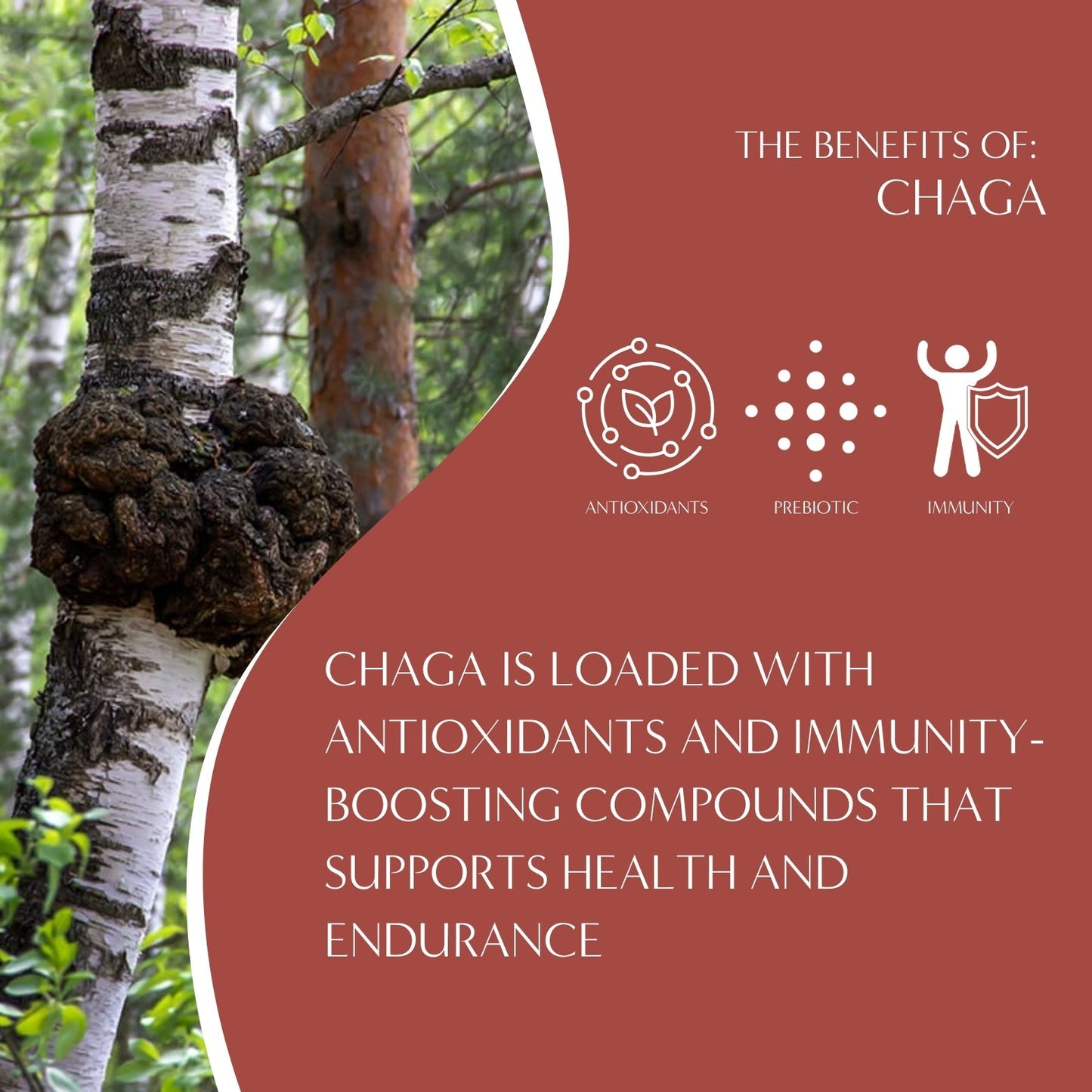 specialtycoffee coffee tea artisancrafted fairtrade mushroomcoffee coffeegifts mushroomextract