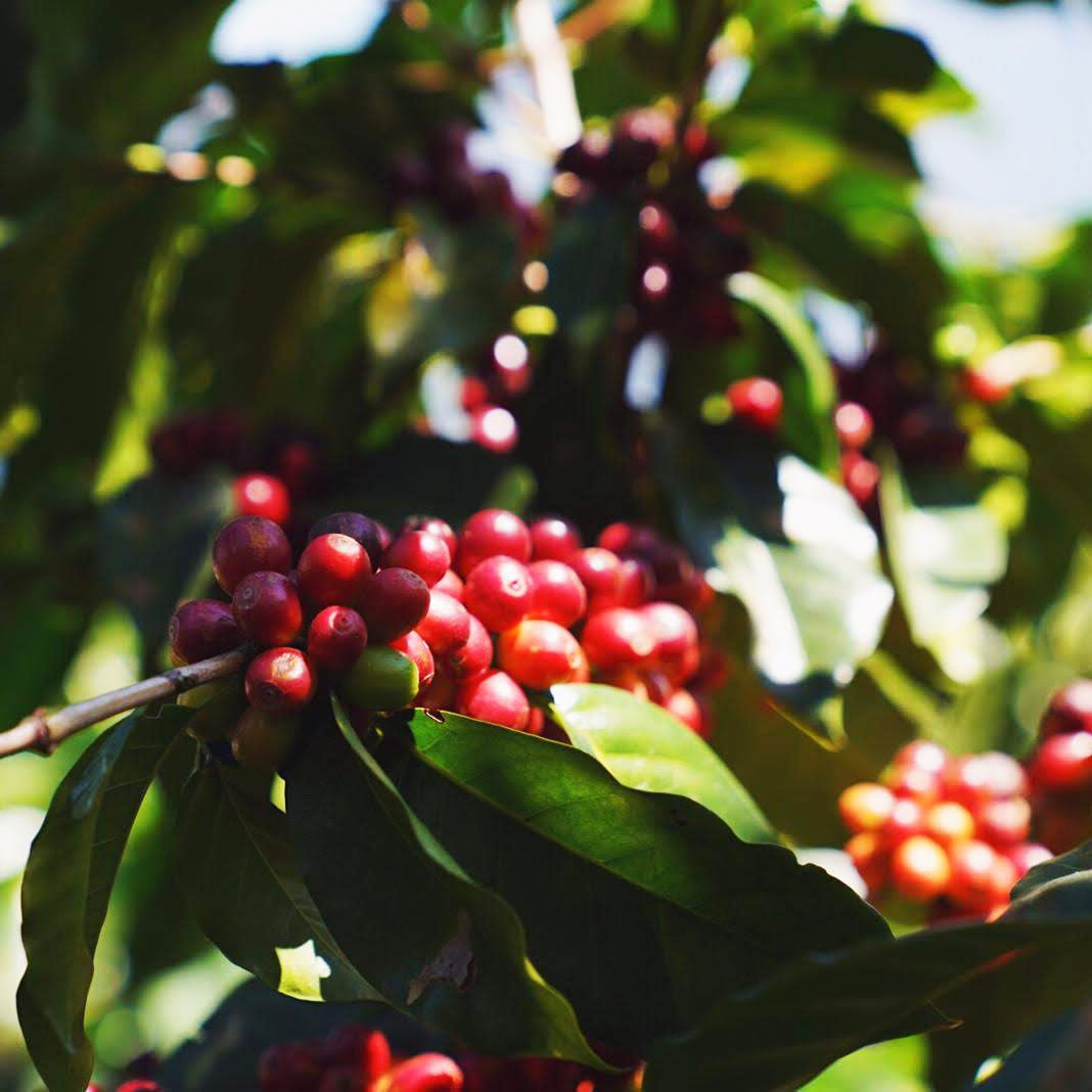 specialtycoffee coffee tea artisancrafted fairtrade mushroomcoffee coffeegifts mushroomextract