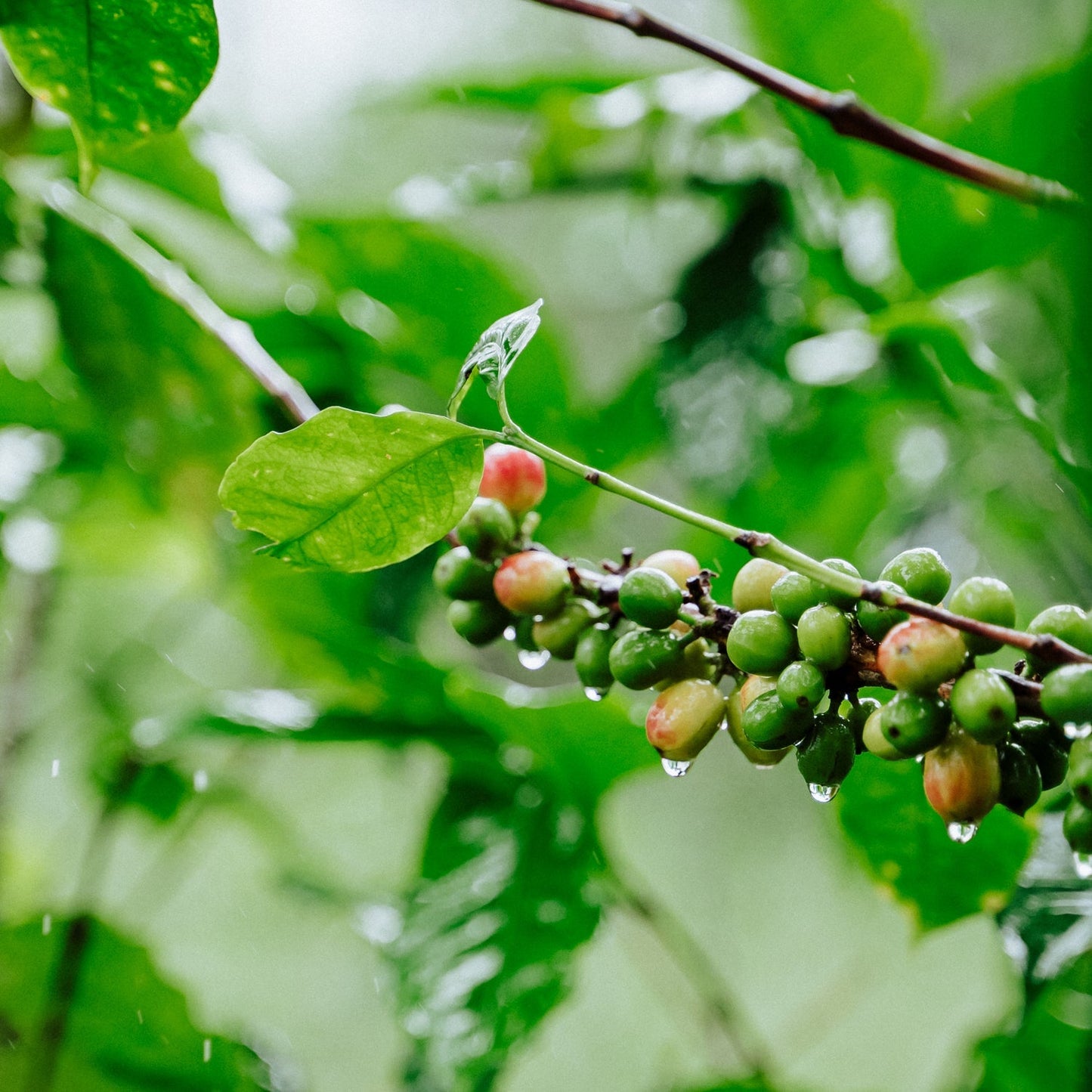 specialtycoffee coffee tea artisancrafted fairtrade mushroomcoffee coffeegifts mushroomextract