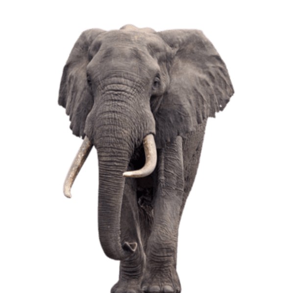 specialtycoffee coffee tea artisancrafted fairtrade mushroomcoffee coffeegifts mushroomextract