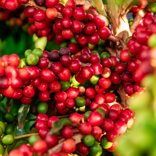 specialtycoffee coffee tea artisancrafted fairtrade mushroomcoffee coffeegifts mushroomextract