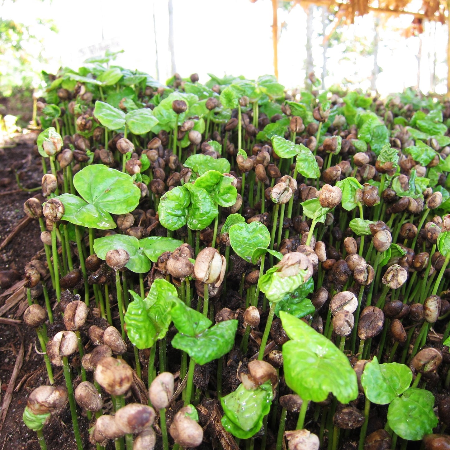 specialtycoffee coffee tea artisancrafted fairtrade mushroomcoffee coffeegifts mushroomextract