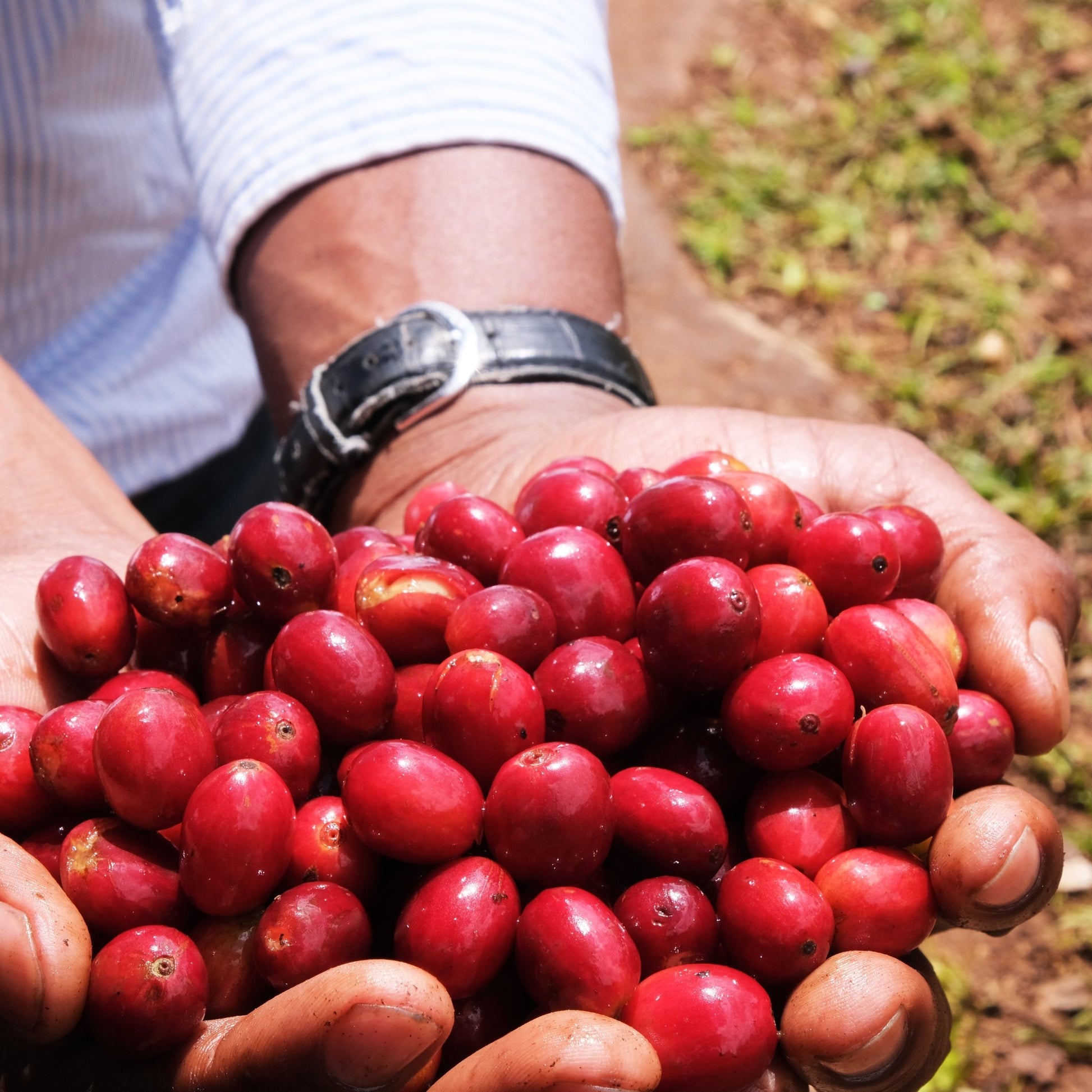 specialtycoffee coffee tea artisancrafted fairtrade mushroomcoffee coffeegifts mushroomextract