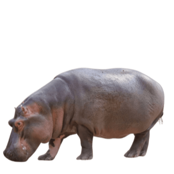 specialtycoffee coffee tea artisancrafted fairtrade mushroomcoffee coffeegifts mushroomextract