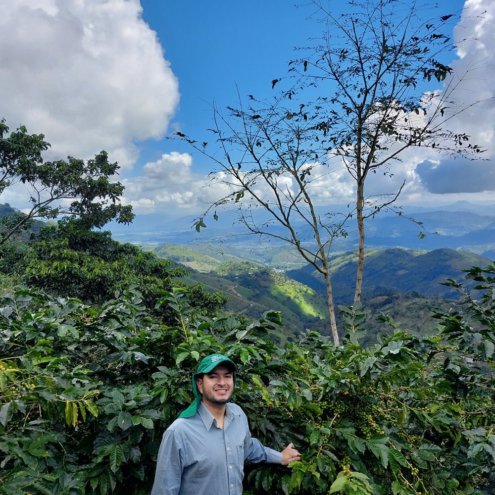 specialtycoffee coffee tea artisancrafted fairtrade mushroomcoffee coffeegifts mushroomextract