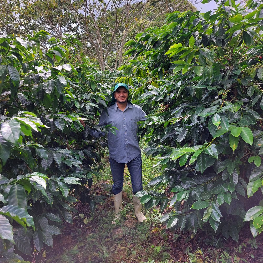 specialtycoffee coffee tea artisancrafted fairtrade mushroomcoffee coffeegifts mushroomextract
