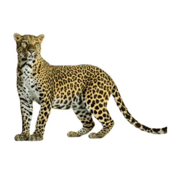 specialtycoffee coffee tea artisancrafted fairtrade mushroomcoffee coffeegifts mushroomextract