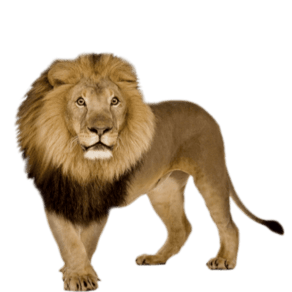 specialtycoffee coffee tea artisancrafted fairtrade mushroomcoffee coffeegifts mushroomextract