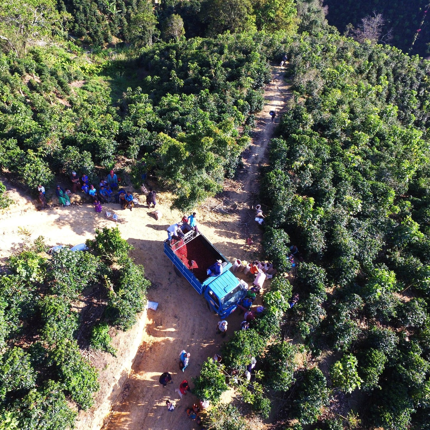 specialtycoffee coffee tea artisancrafted fairtrade mushroomcoffee coffeegifts mushroomextract