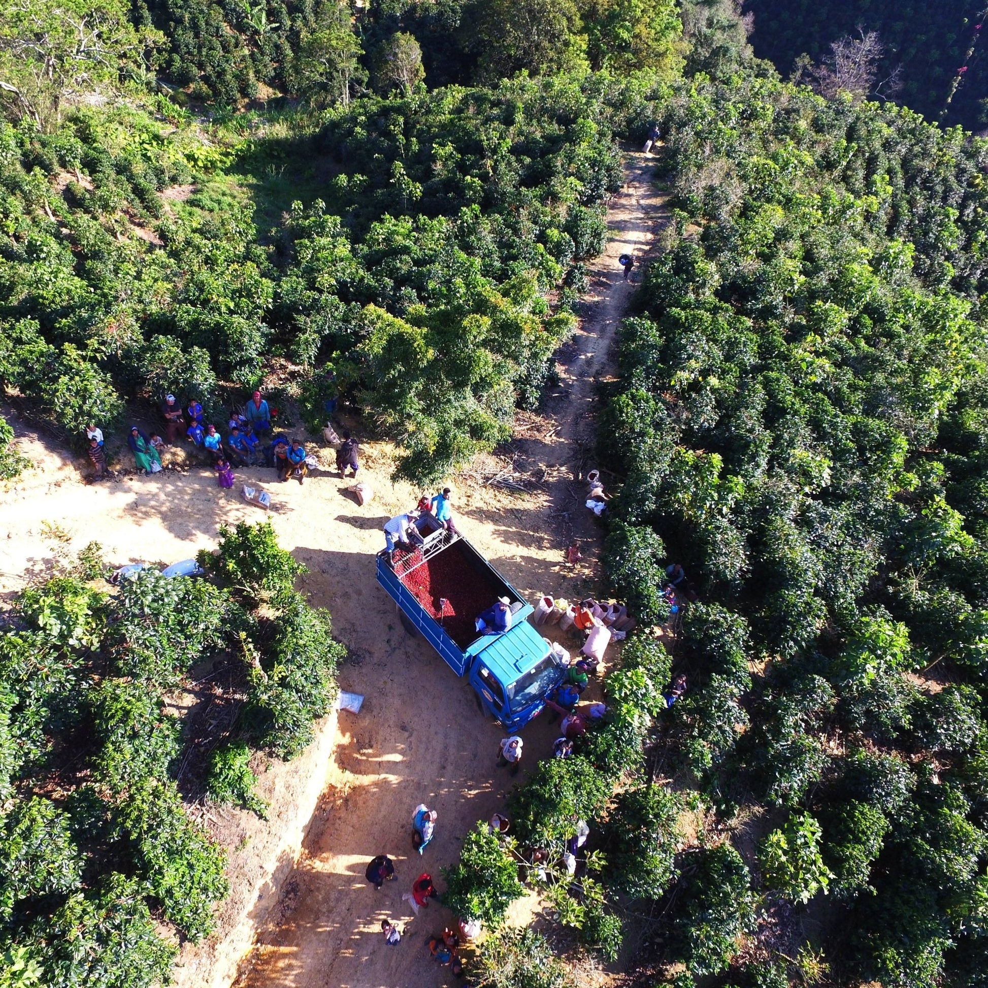specialtycoffee coffee tea artisancrafted fairtrade mushroomcoffee coffeegifts mushroomextract