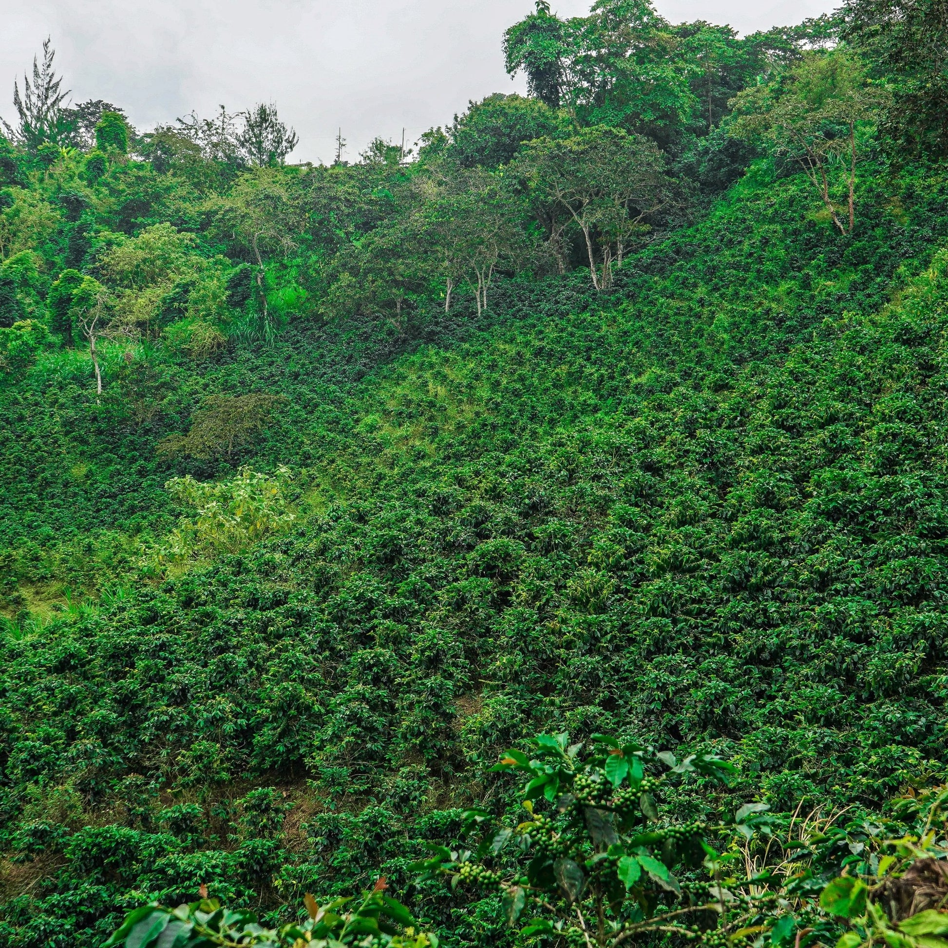 specialtycoffee coffee tea artisancrafted fairtrade mushroomcoffee coffeegifts mushroomextract
