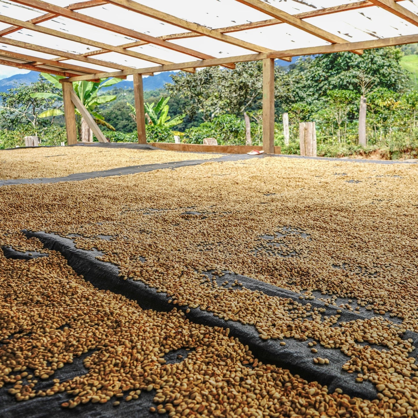 specialtycoffee coffee tea artisancrafted fairtrade mushroomcoffee coffeegifts mushroomextract