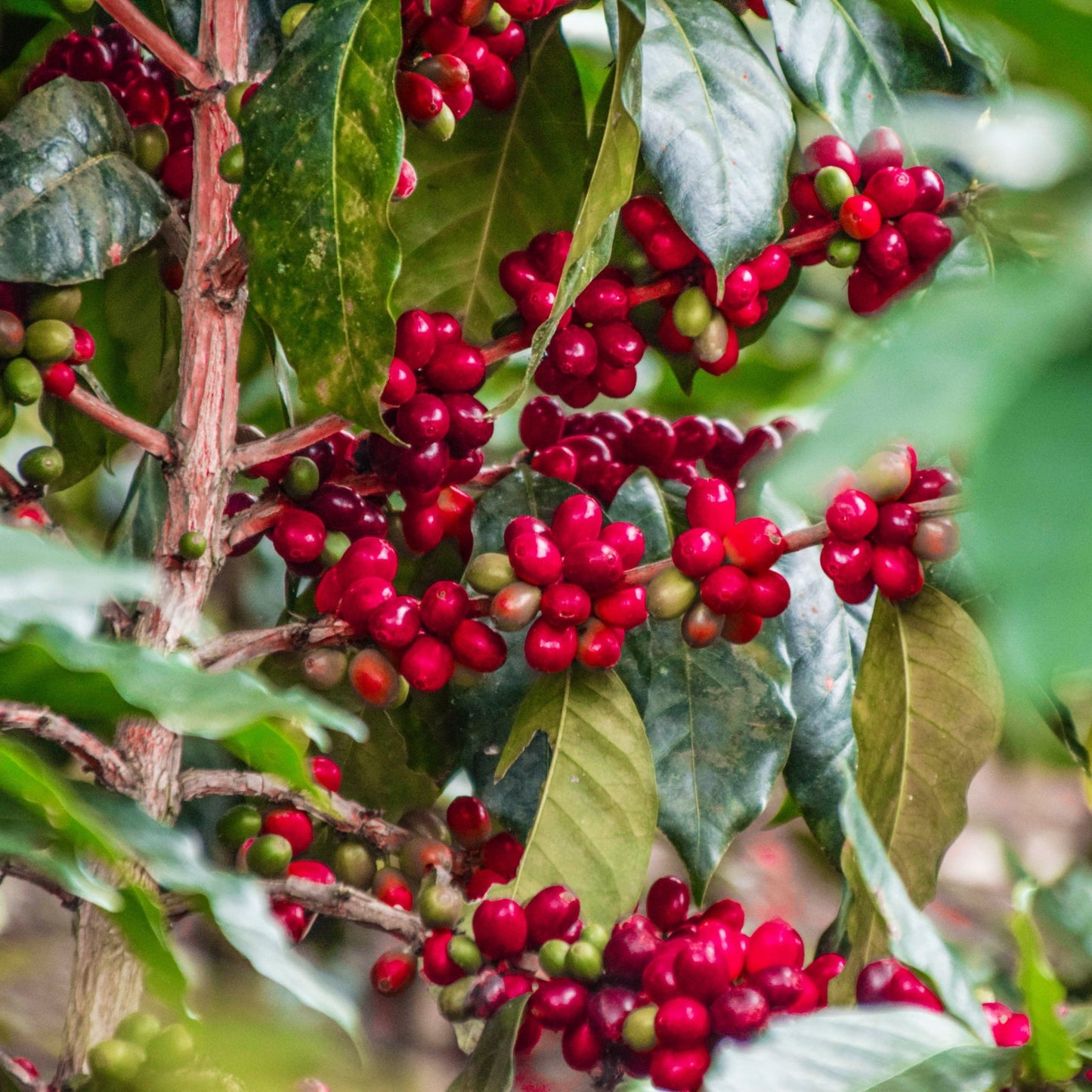specialtycoffee coffee tea artisancrafted fairtrade mushroomcoffee coffeegifts mushroomextract