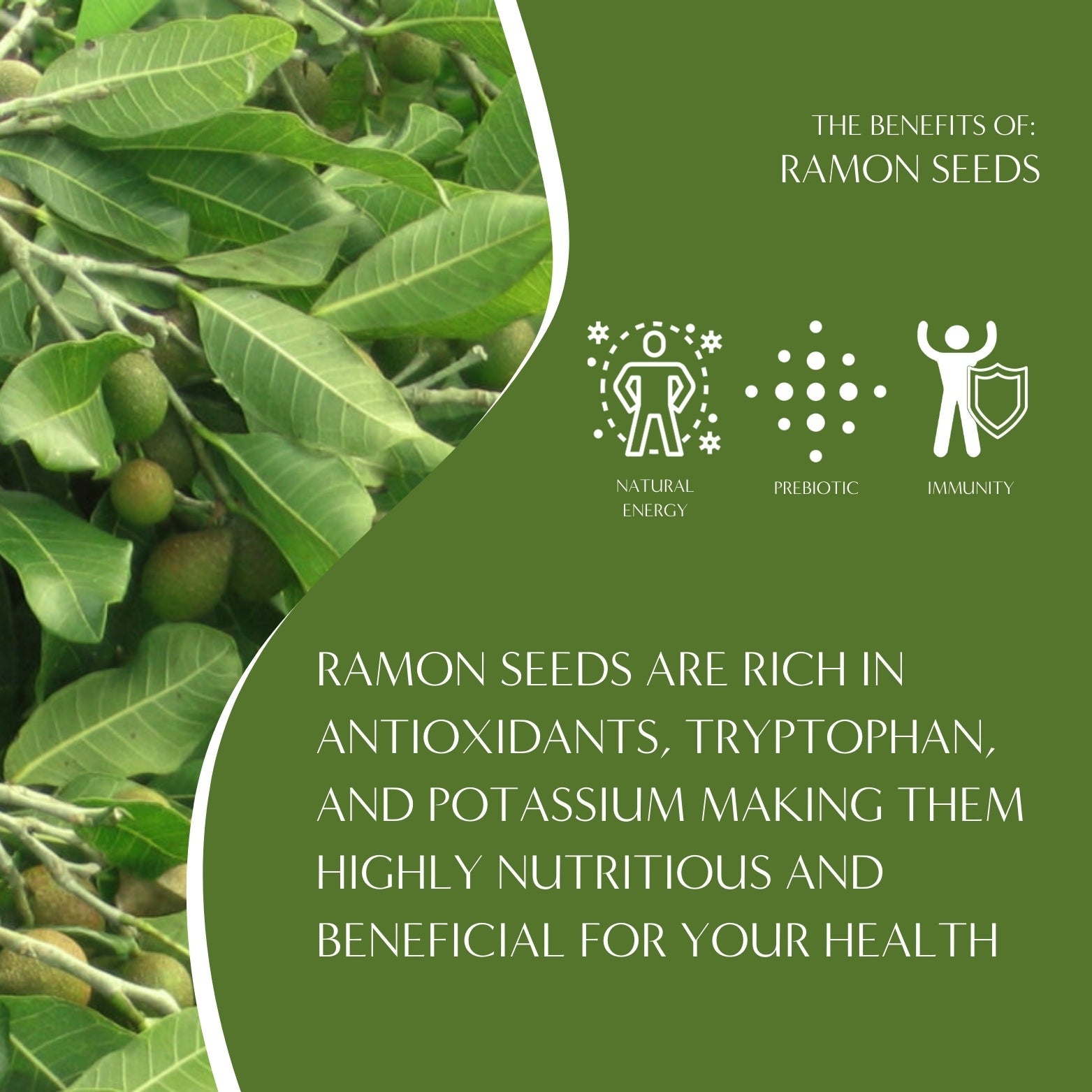 specialtycoffee coffee tea artisancrafted fairtrade mushroomcoffee coffeegifts mushroomextract