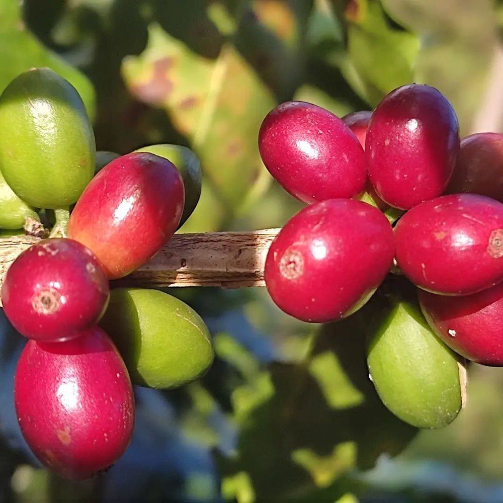 specialtycoffee coffee tea artisancrafted fairtrade mushroomcoffee coffeegifts mushroomextract