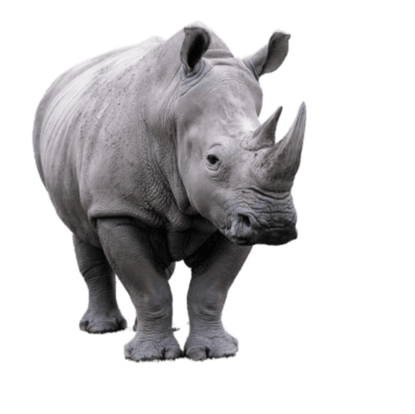 specialtycoffee coffee tea artisancrafted fairtrade mushroomcoffee coffeegifts mushroomextract