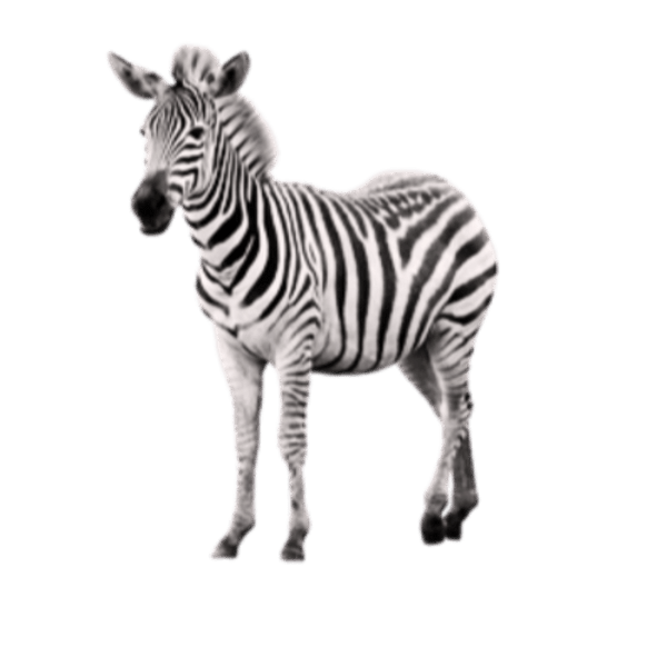 specialtycoffee coffee tea artisancrafted fairtrade mushroomcoffee coffeegifts mushroomextract