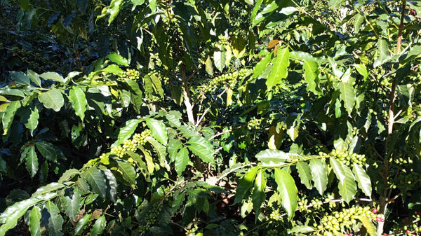 Organic Washed Bolivian Gesha - Medium Roast - Whole Bean