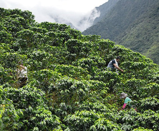specialtycoffee coffee tea artisancrafted fairtrade mushroomcoffee coffeegifts mushroomextract