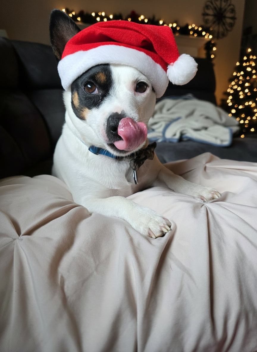 Dog with Santa cap on couch