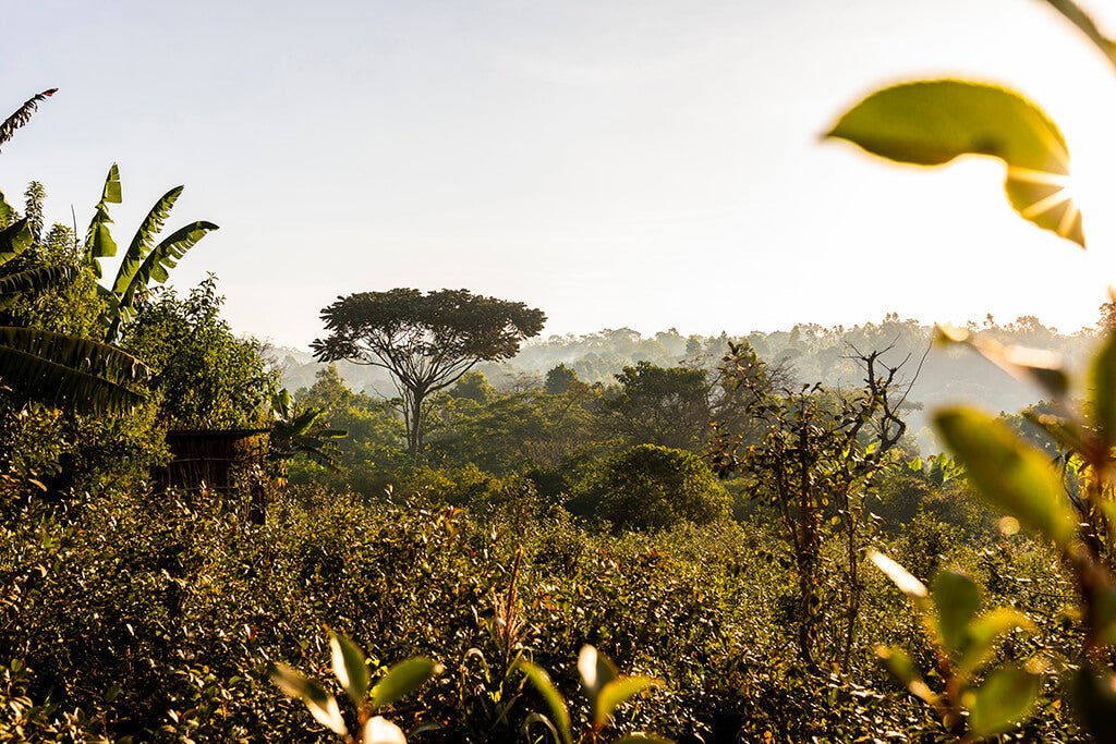 specialtycoffee coffee tea artisancrafted fairtrade mushroomcoffee coffeegifts mushroomextract
