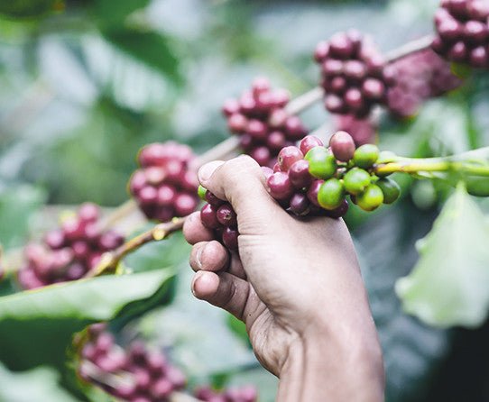 specialtycoffee coffee tea artisancrafted fairtrade mushroomcoffee coffeegifts mushroomextract