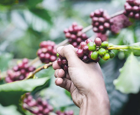 specialtycoffee coffee tea artisancrafted fairtrade mushroomcoffee coffeegifts mushroomextract