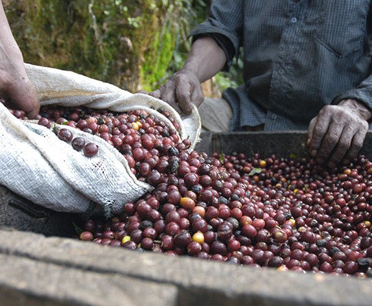 specialtycoffee coffee tea artisancrafted fairtrade mushroomcoffee coffeegifts mushroomextract