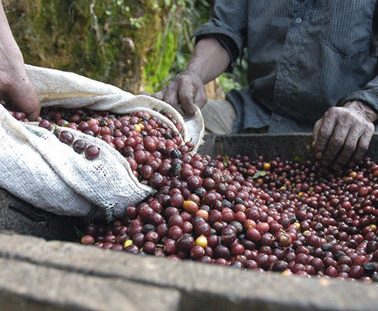 specialtycoffee coffee tea artisancrafted fairtrade mushroomcoffee coffeegifts mushroomextract