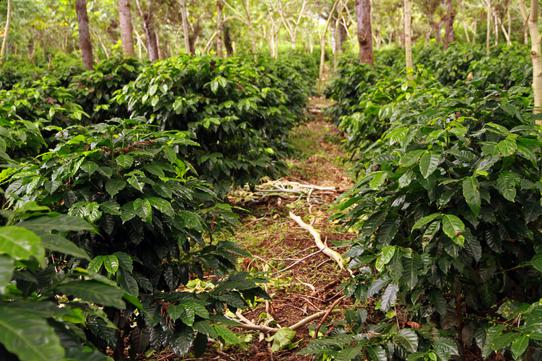 specialtycoffee coffee tea artisancrafted fairtrade mushroomcoffee coffeegifts mushroomextract