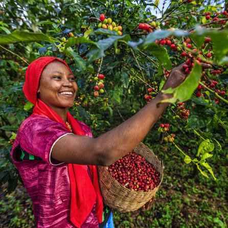 specialtycoffee coffee tea artisancrafted fairtrade mushroomcoffee coffeegifts mushroomextract