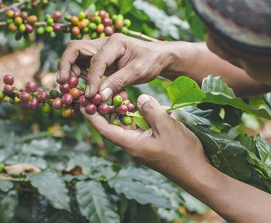 specialtycoffee coffee tea artisancrafted fairtrade mushroomcoffee coffeegifts mushroomextract