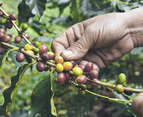 specialtycoffee coffee tea artisancrafted fairtrade mushroomcoffee coffeegifts mushroomextract