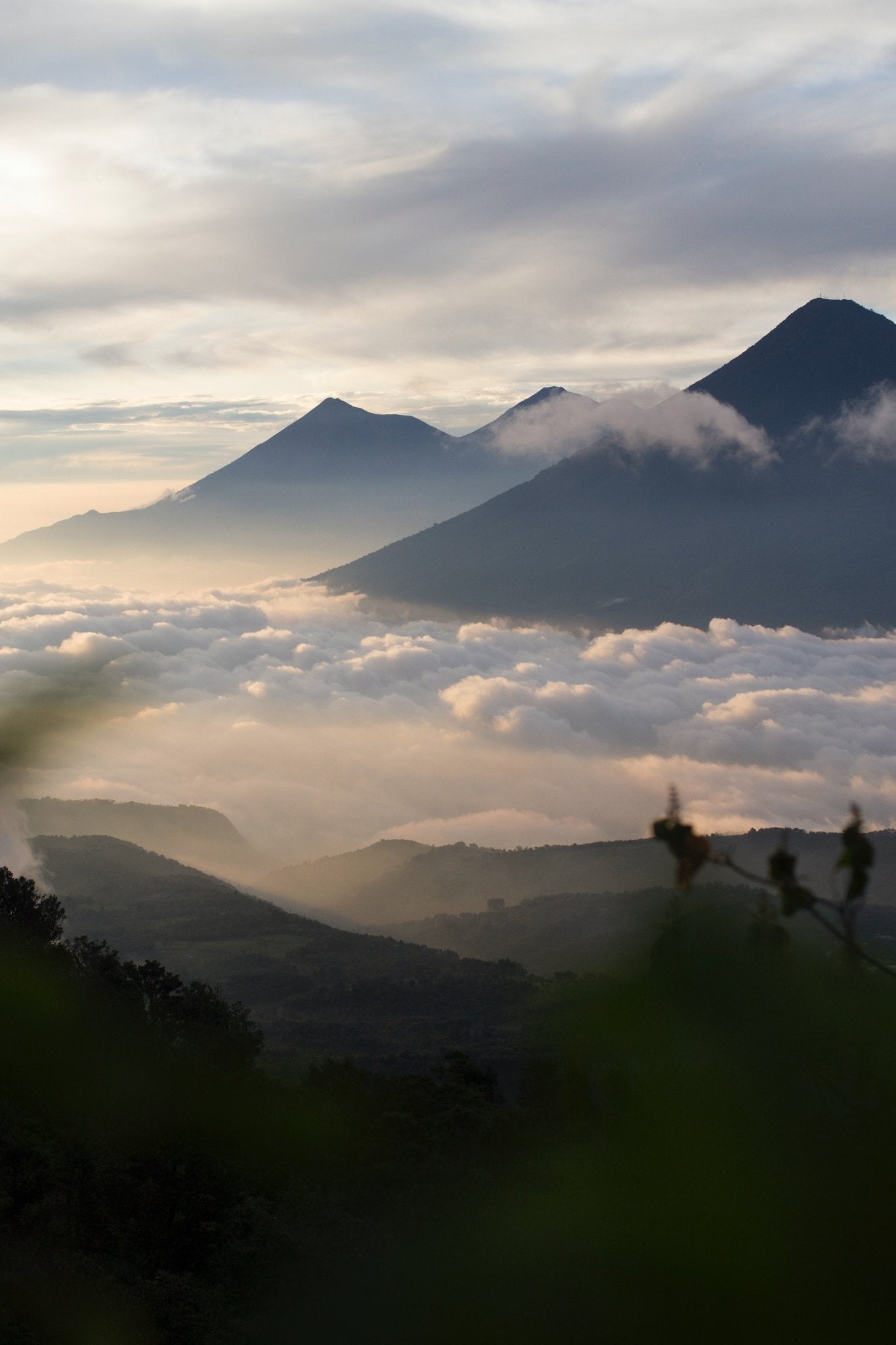 specialtycoffee coffee tea artisancrafted fairtrade mushroomcoffee coffeegifts mushroomextract