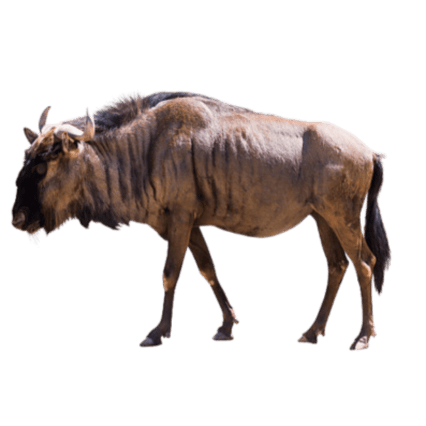 specialtycoffee coffee tea artisancrafted fairtrade mushroomcoffee coffeegifts mushroomextract